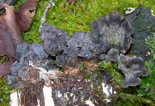 I  Funghi  dopo  l''Uragano